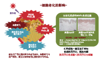 有機(jī)丹波赤豆 (圖1)